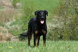 BEAUCERON 589